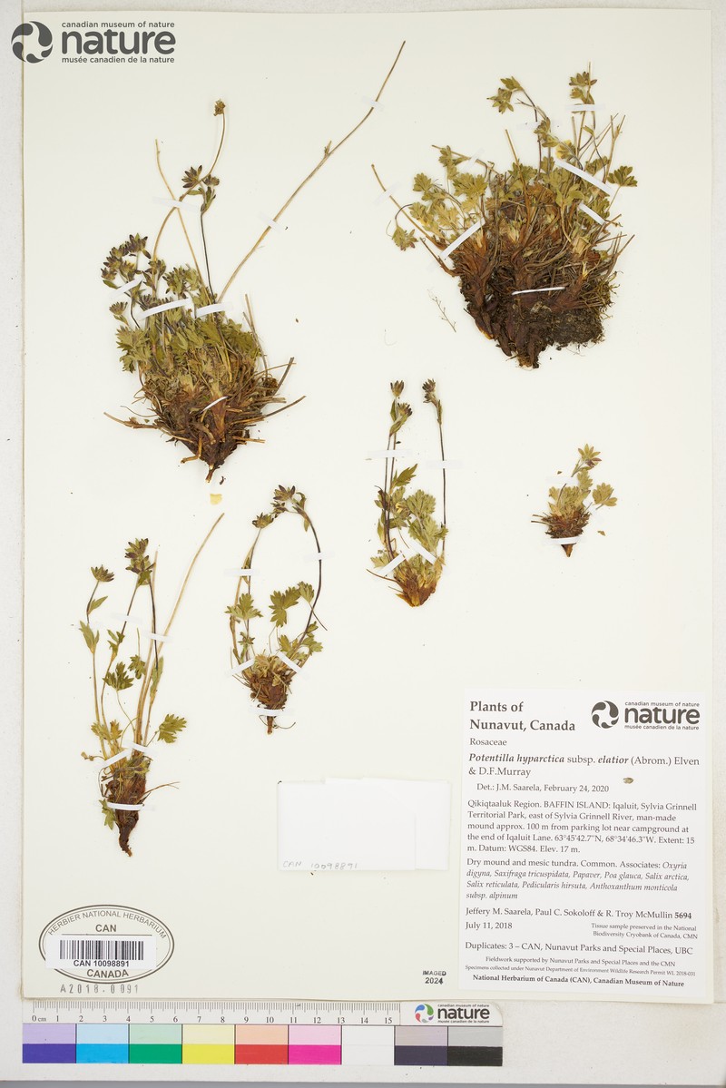 Potentilla hyparctica subsp. elatior photo 8