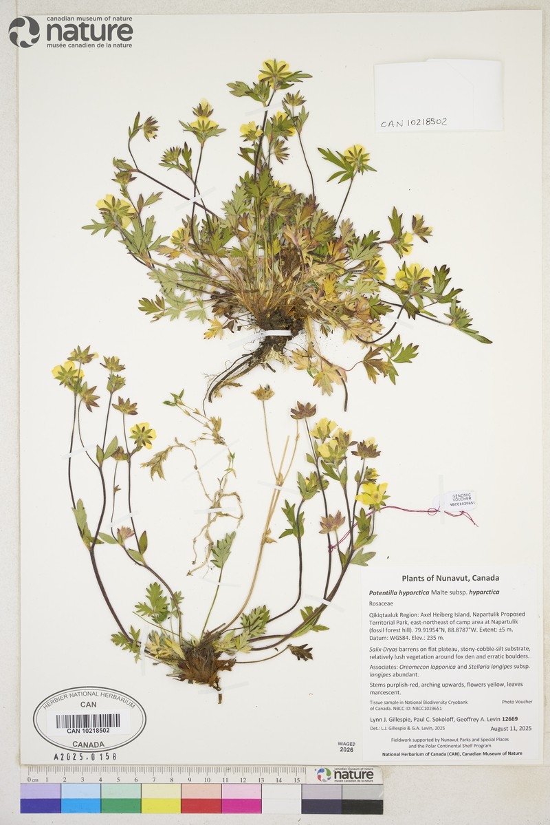 Potentilla hyparctica subsp. hyparctica