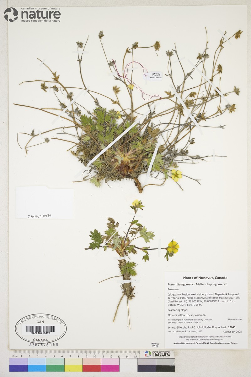 Potentilla hyparctica subsp. hyparctica photo 2