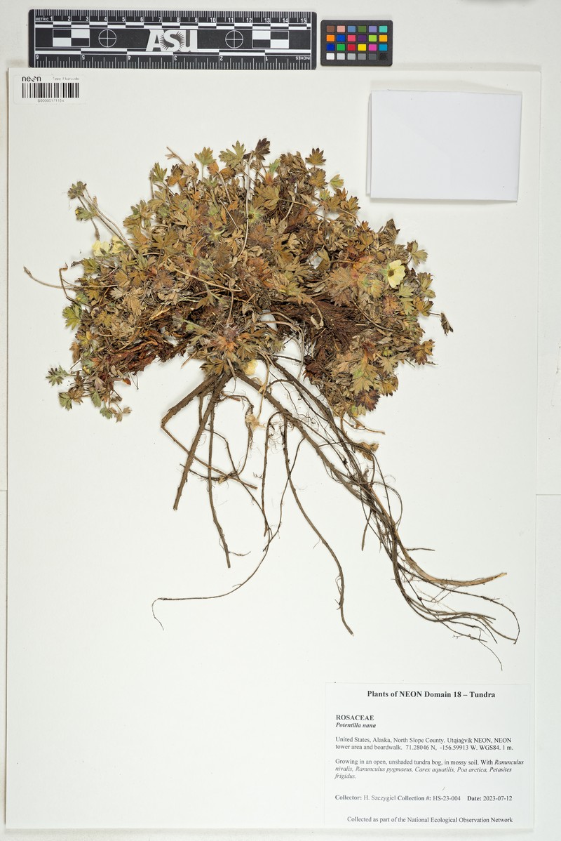 Potentilla hyparctica subsp. hyparctica photo 3
