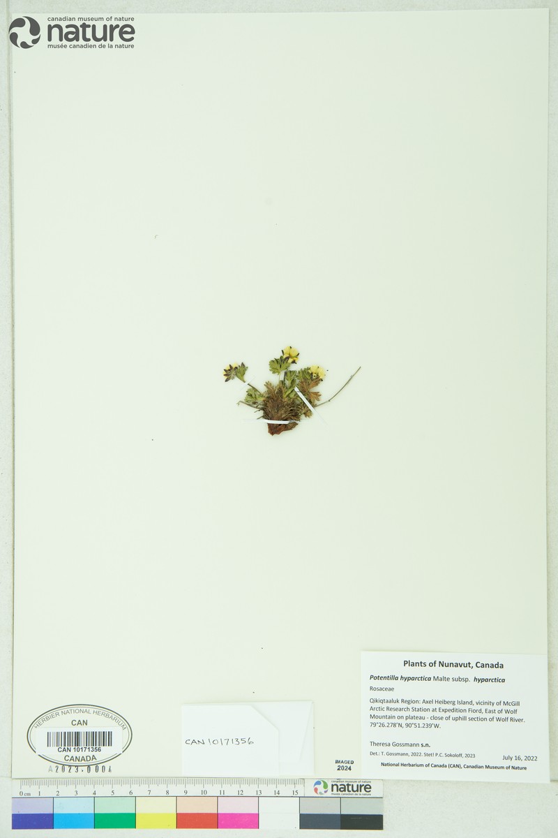Potentilla hyparctica subsp. hyparctica photo 4