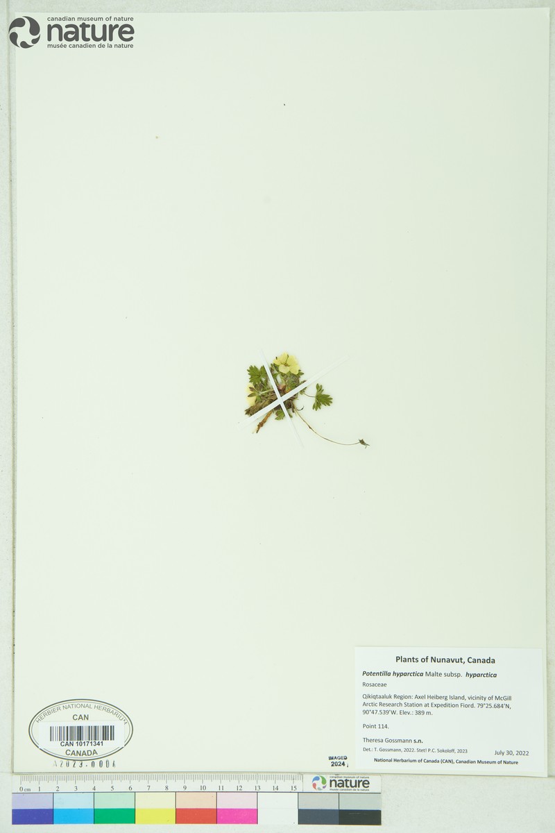 Potentilla hyparctica subsp. hyparctica photo 5