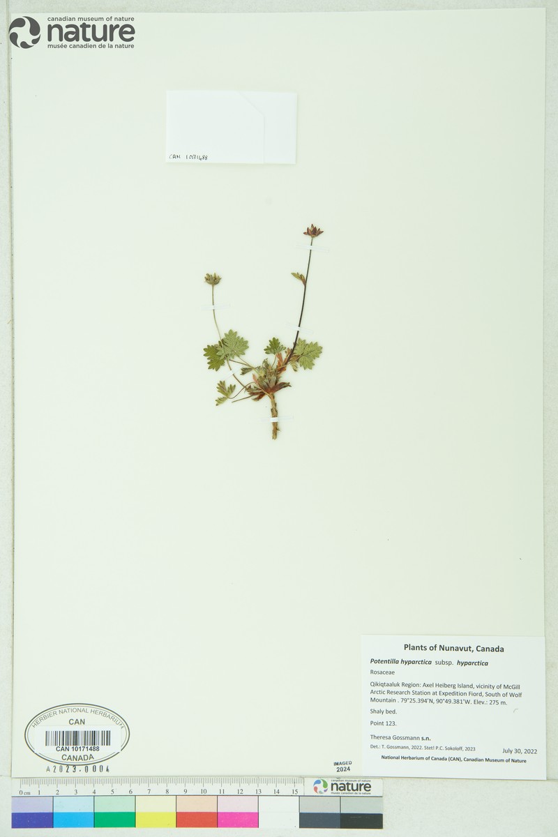 Potentilla hyparctica subsp. hyparctica photo 6