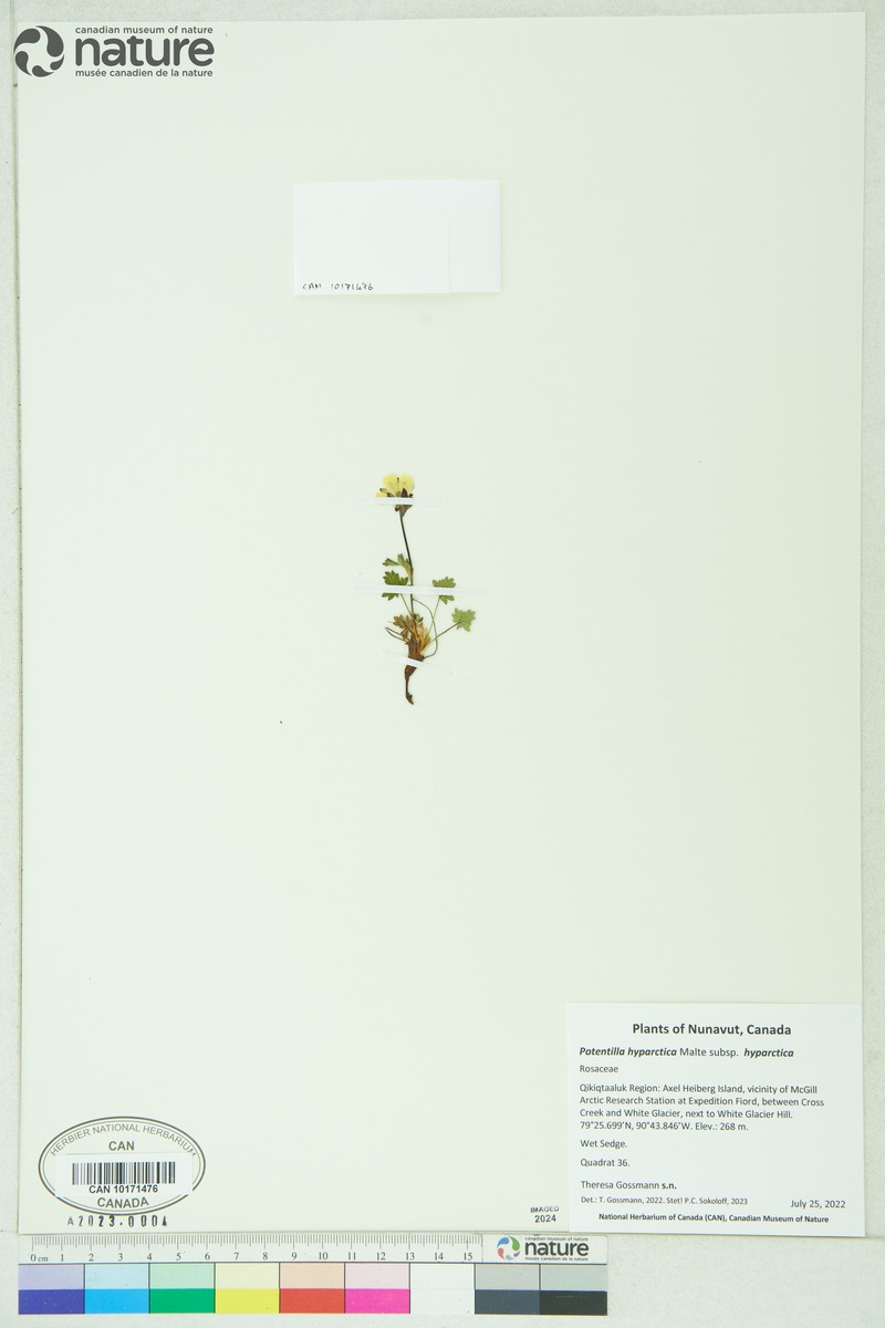 Potentilla hyparctica subsp. hyparctica photo 7