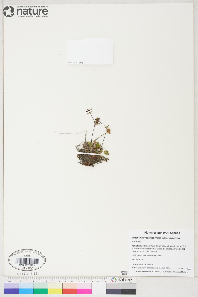 Potentilla hyparctica subsp. hyparctica photo 8