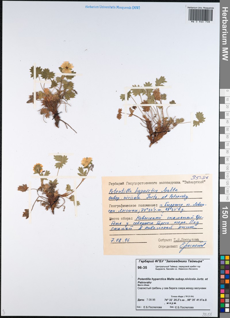 Potentilla hyparctica subsp. nivicola