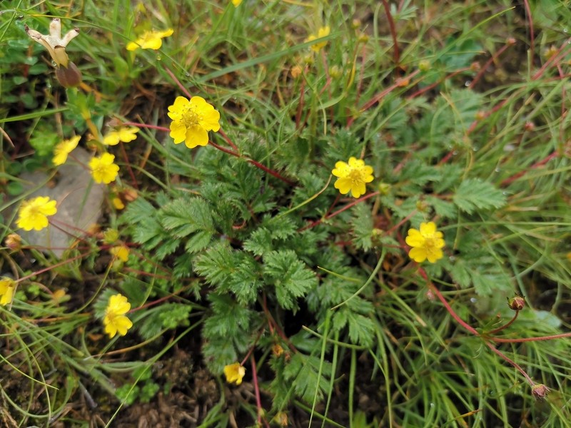 Potentilla hypargyrea