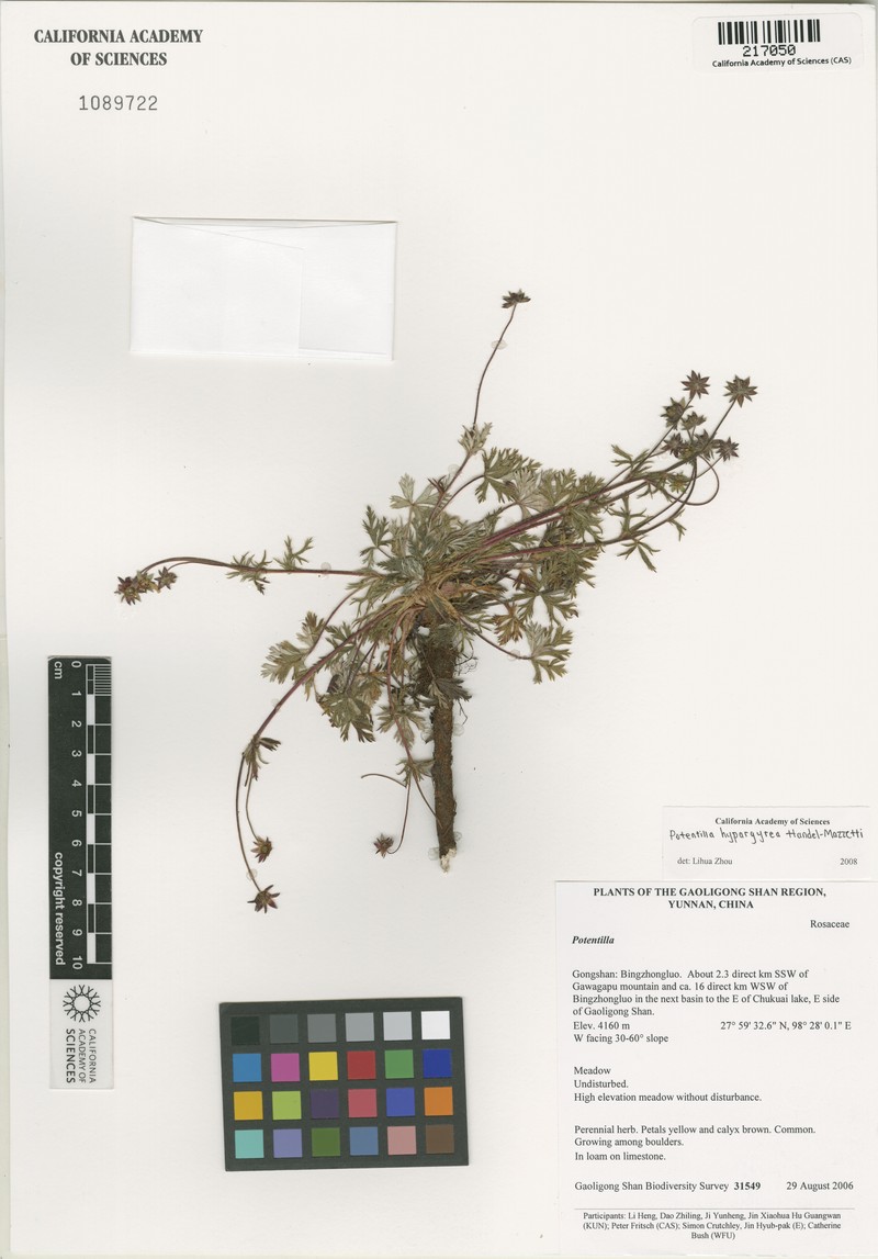 Potentilla hypargyrea photo 2