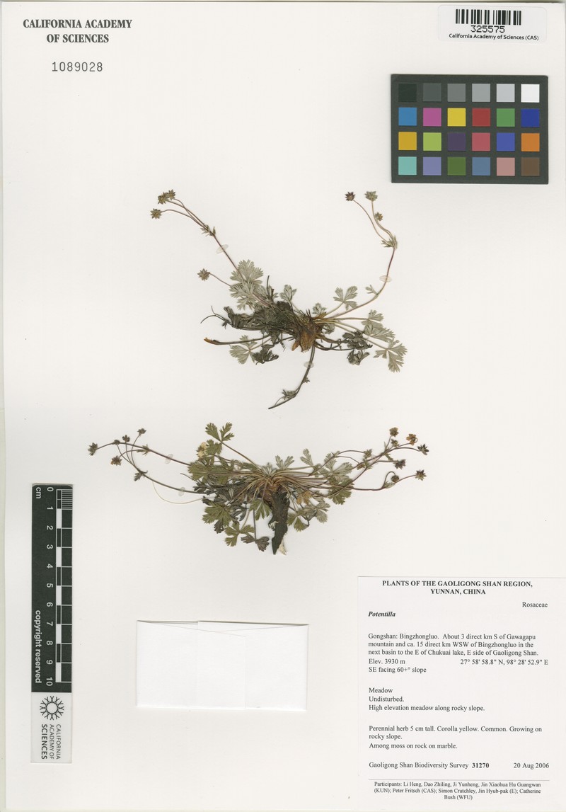 Potentilla hypargyrea photo 3