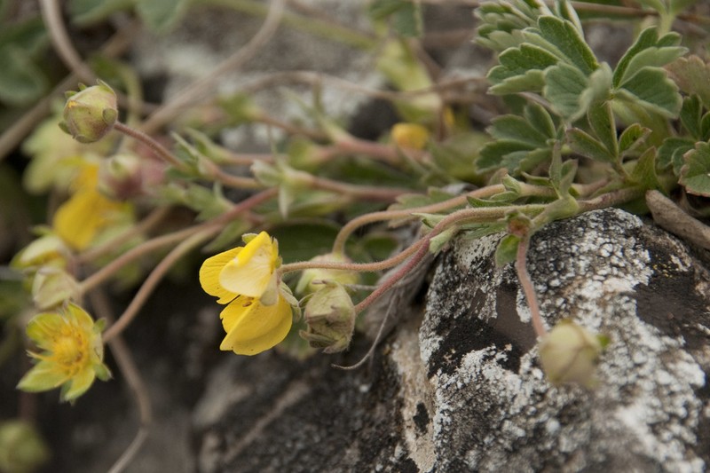 Potentilla incana