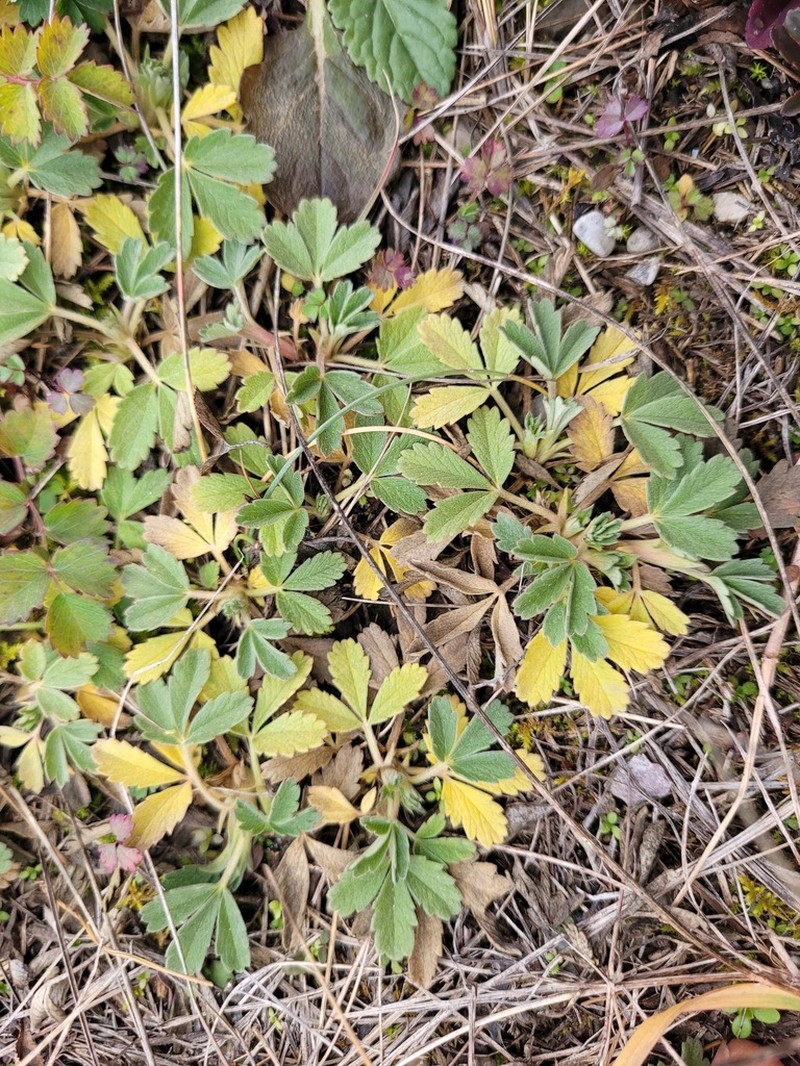 Potentilla incana photo 2