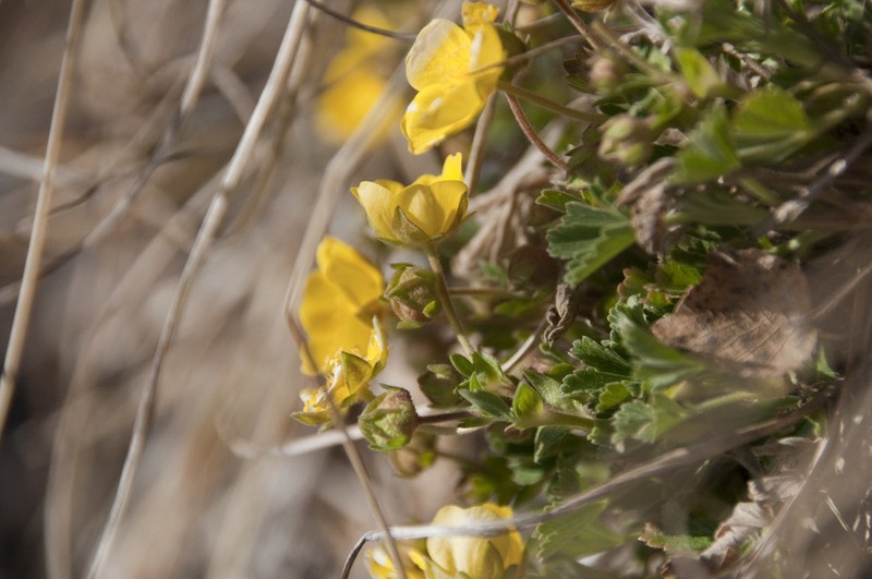 Potentilla incana photo 3