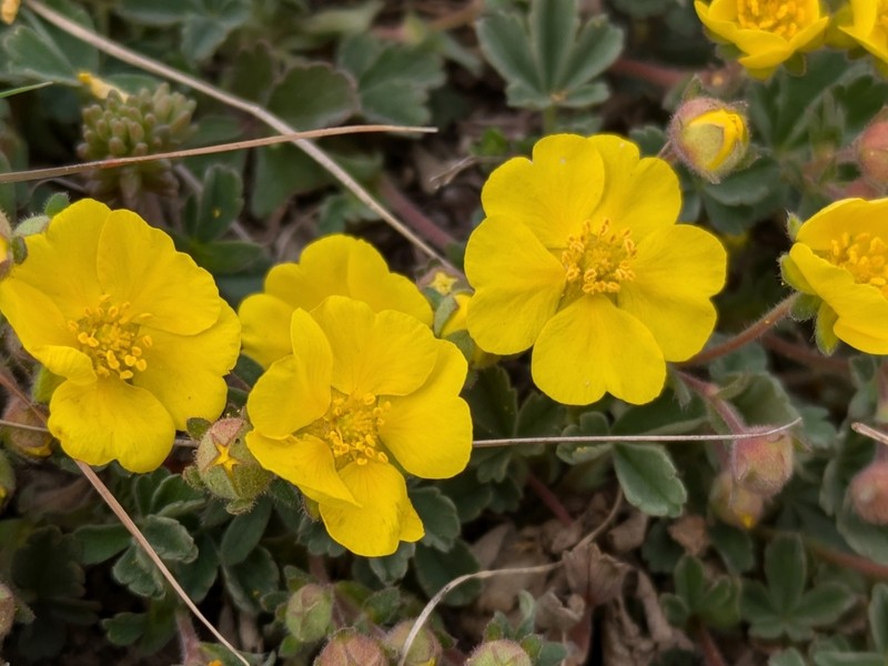 Potentilla incana photo 4