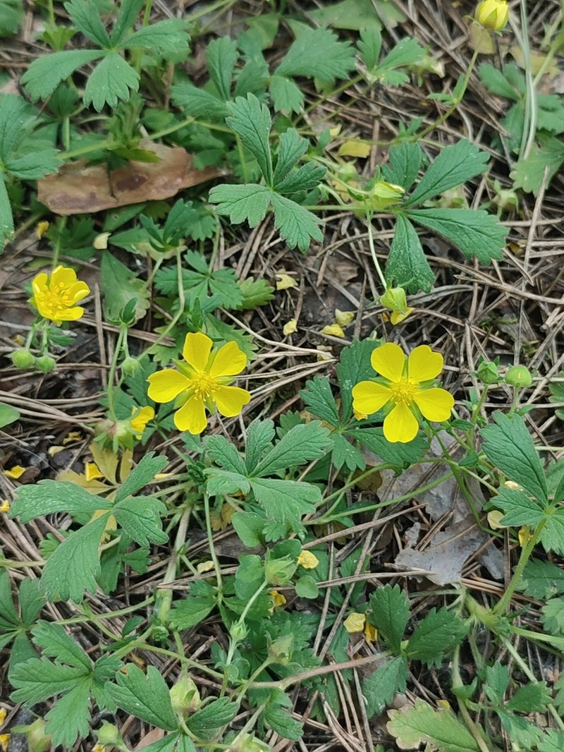 Potentilla incana photo 5