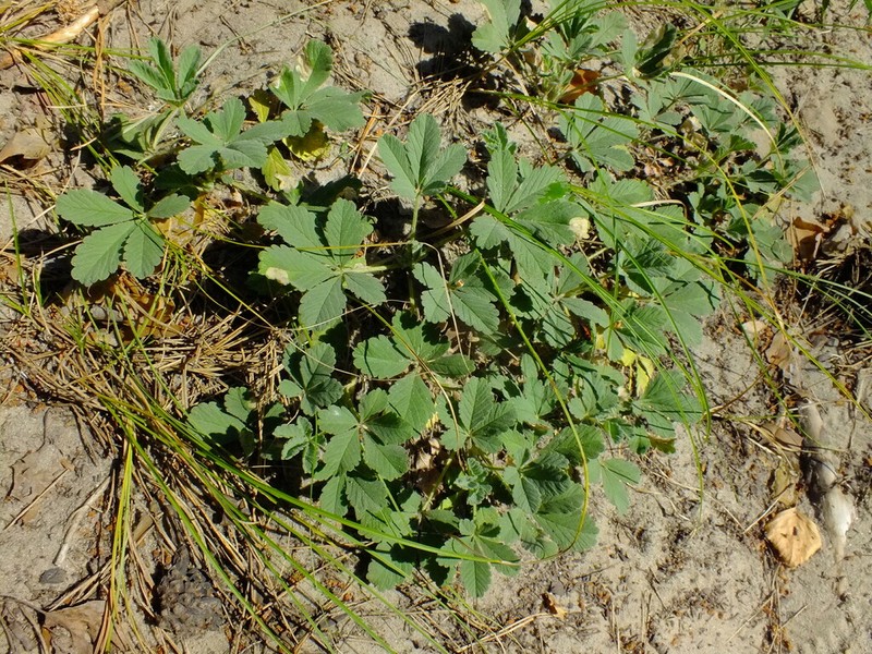 Potentilla incana photo 6