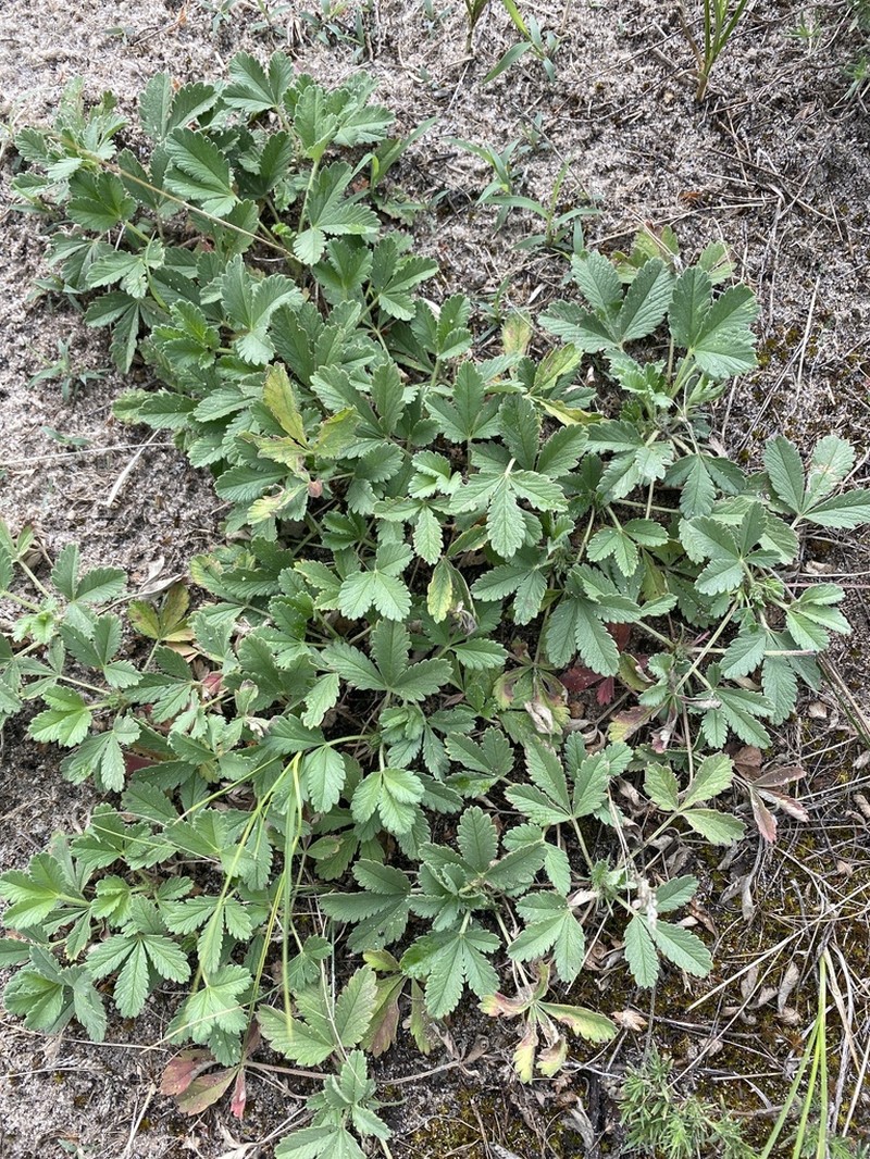 Potentilla incana photo 7