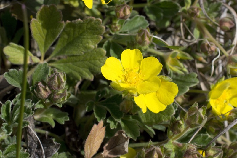 Potentilla incana photo 8