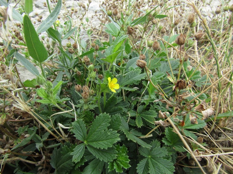Ashy Cinquefoil photo 3