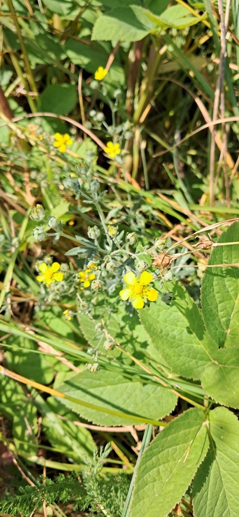 Ashy Cinquefoil photo 4