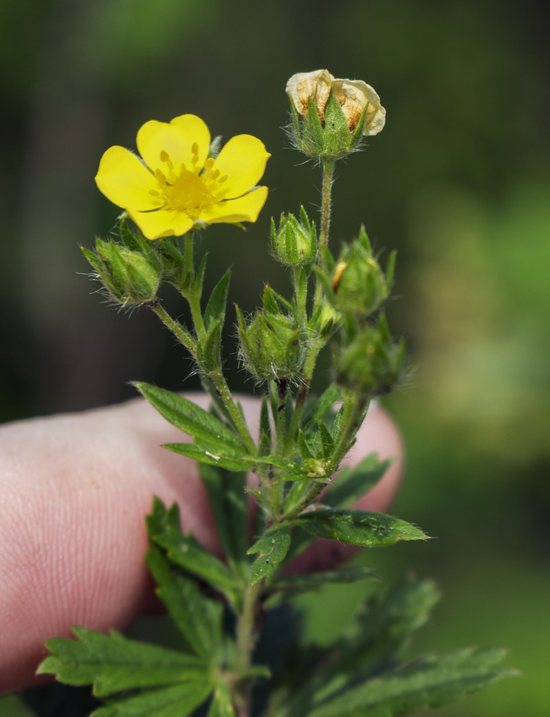 Ashy Cinquefoil photo 5