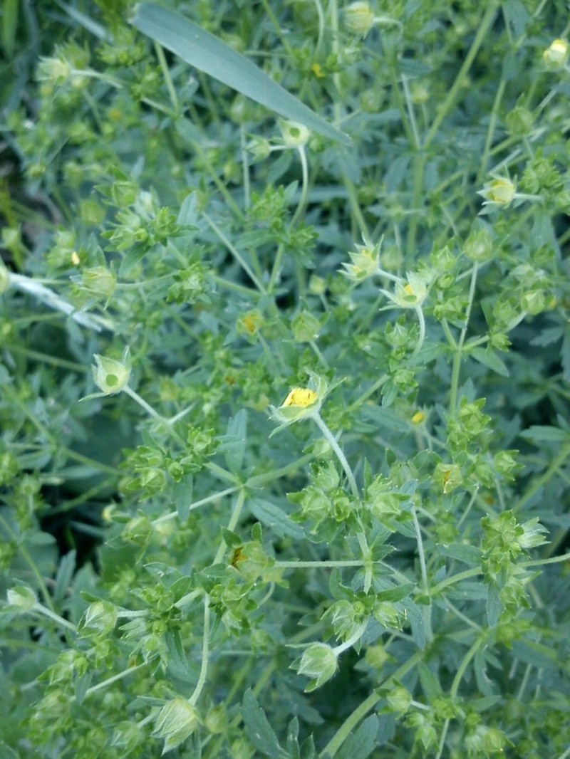 Ashy Cinquefoil photo 6