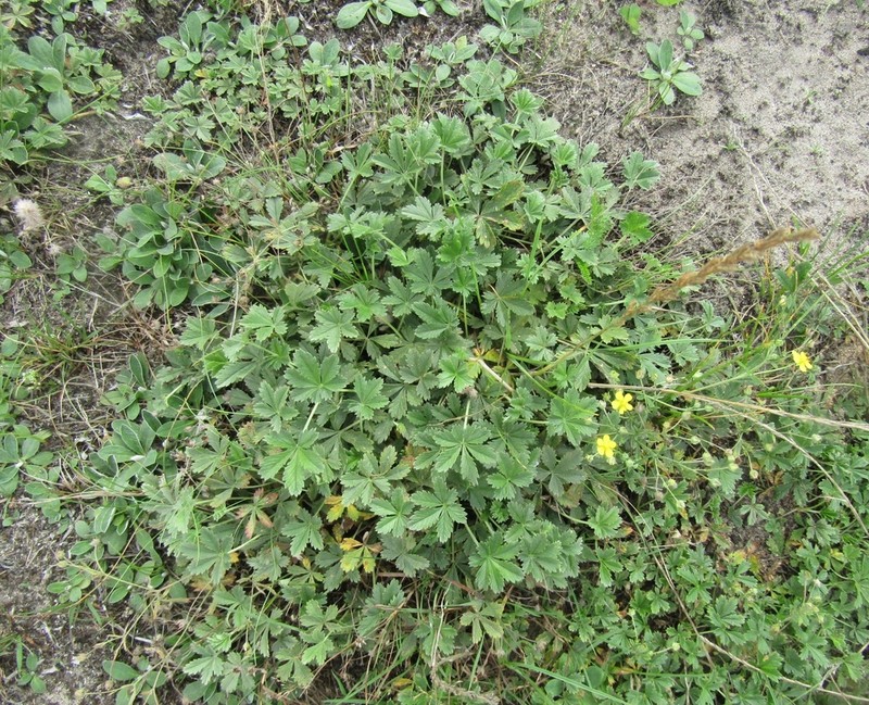 Ashy Cinquefoil photo 7
