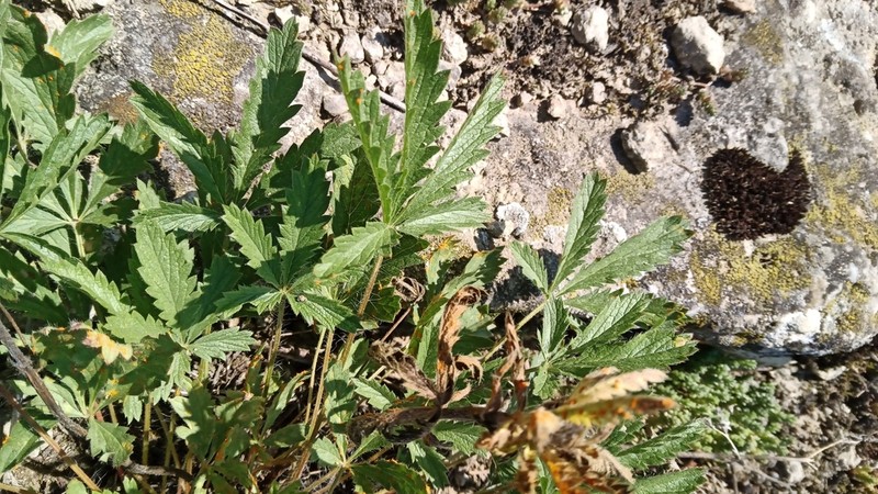 Ashy Cinquefoil photo 8