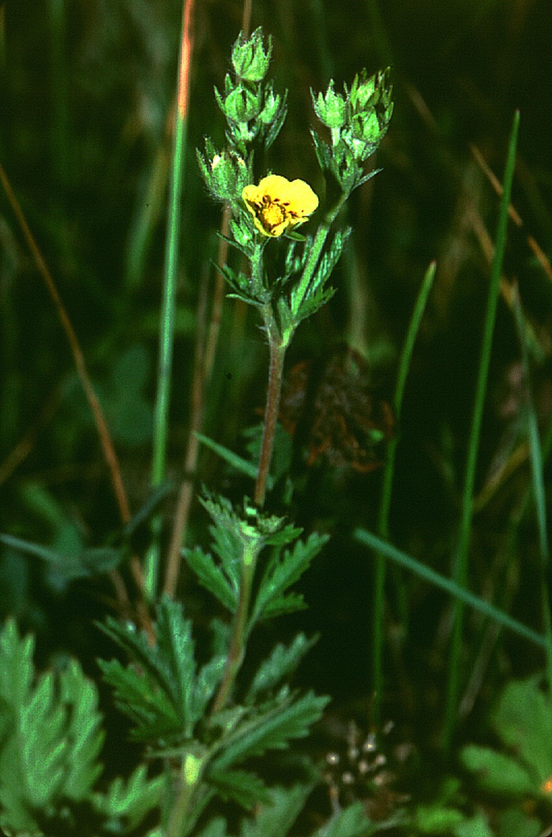 Ashy Cinquefoil photo 4