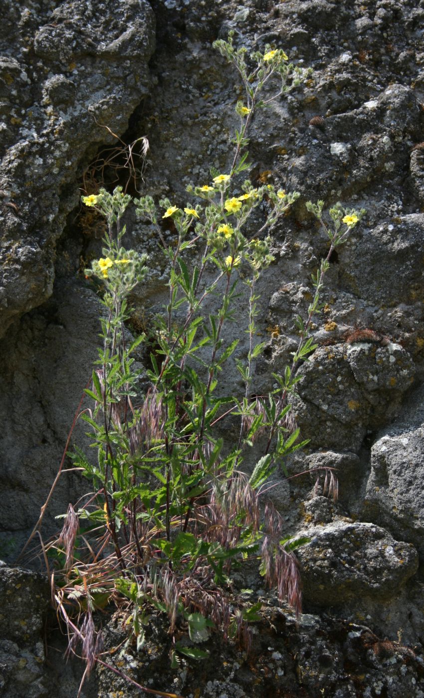 Ashy Cinquefoil photo 5