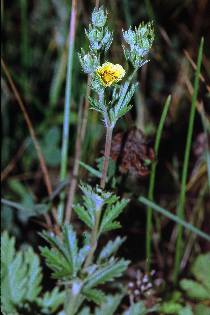 Ashy Cinquefoil