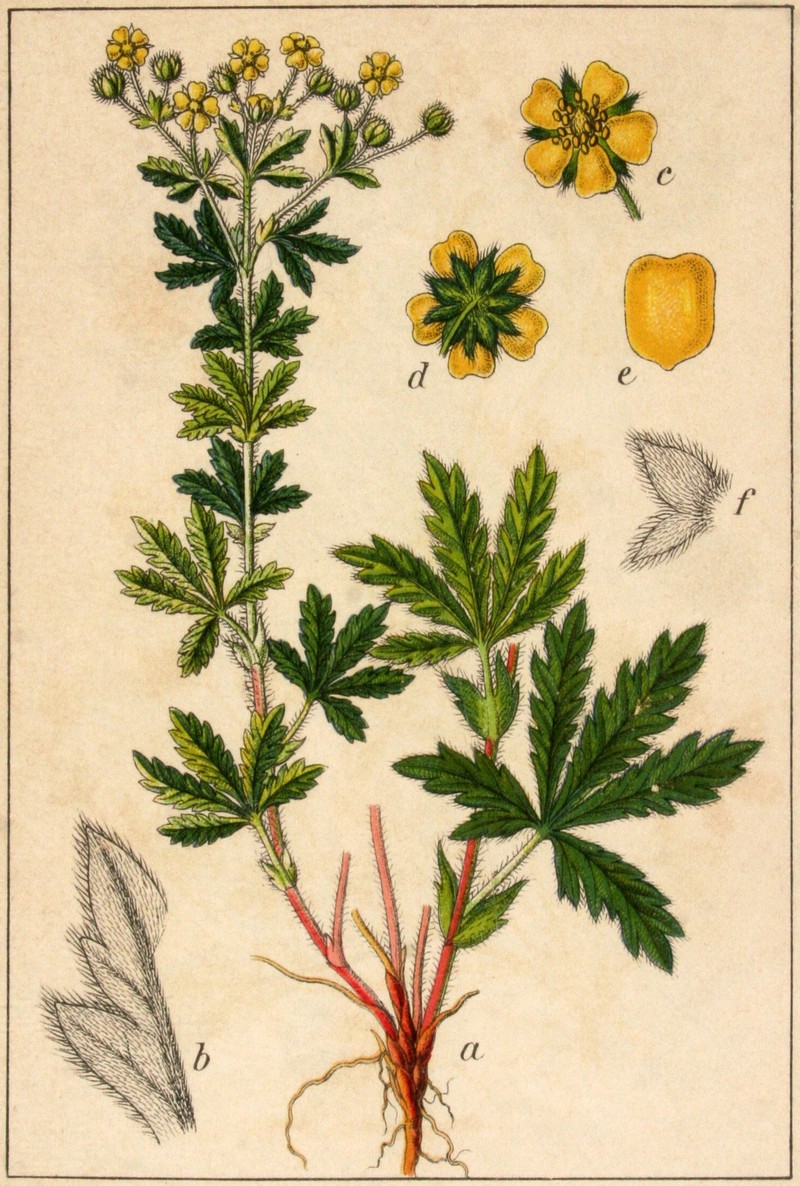 Ashy Cinquefoil photo 2