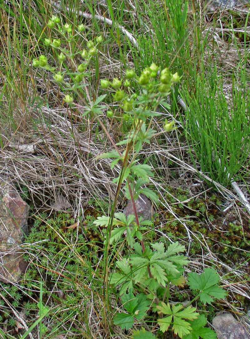 Ashy Cinquefoil photo 3