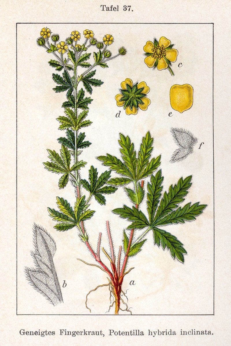 Ashy Cinquefoil photo 6