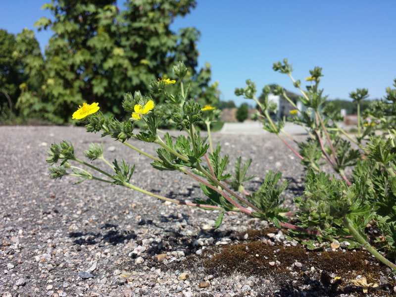 Ashy Cinquefoil photo 7