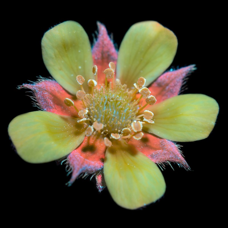 Indian Strawberry photo 3