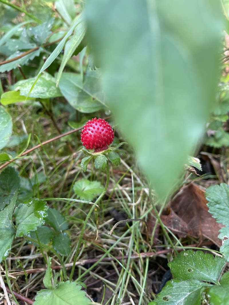 Indian Strawberry photo 4