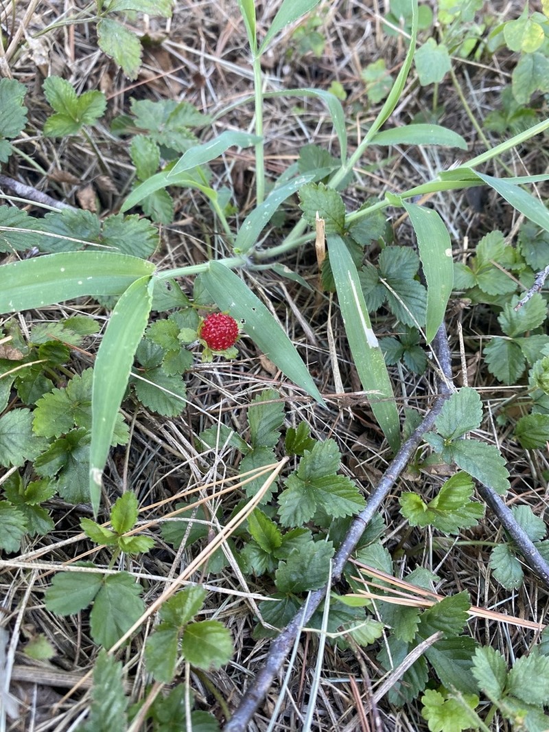 Indian Strawberry photo 5
