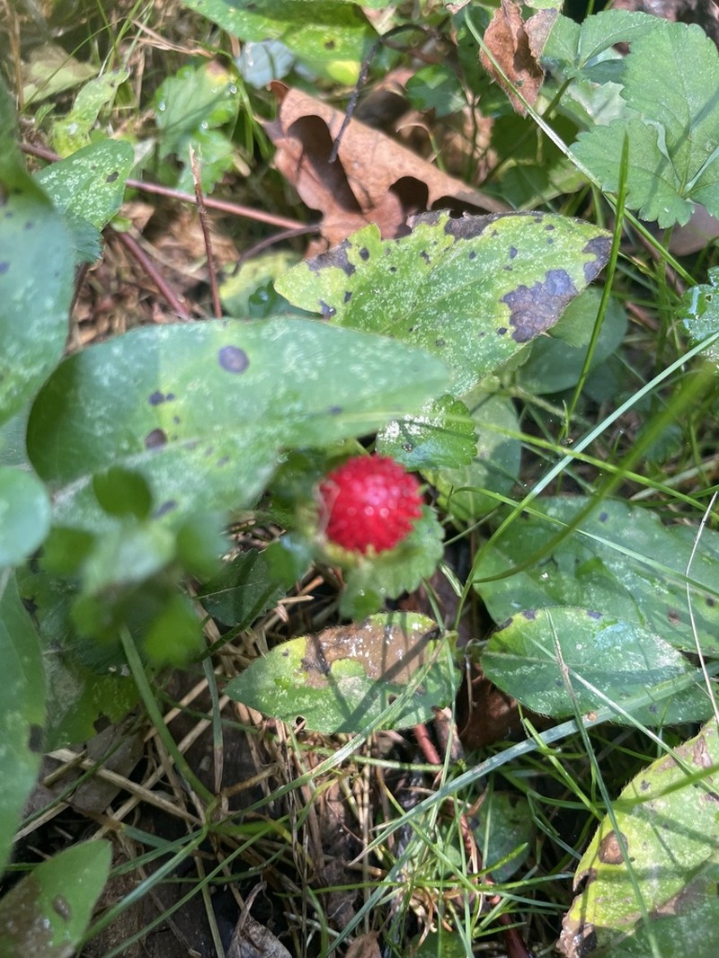Indian Strawberry photo 6