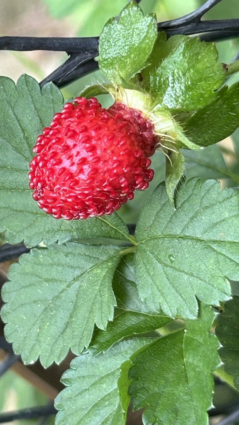 Indian Strawberry photo 7