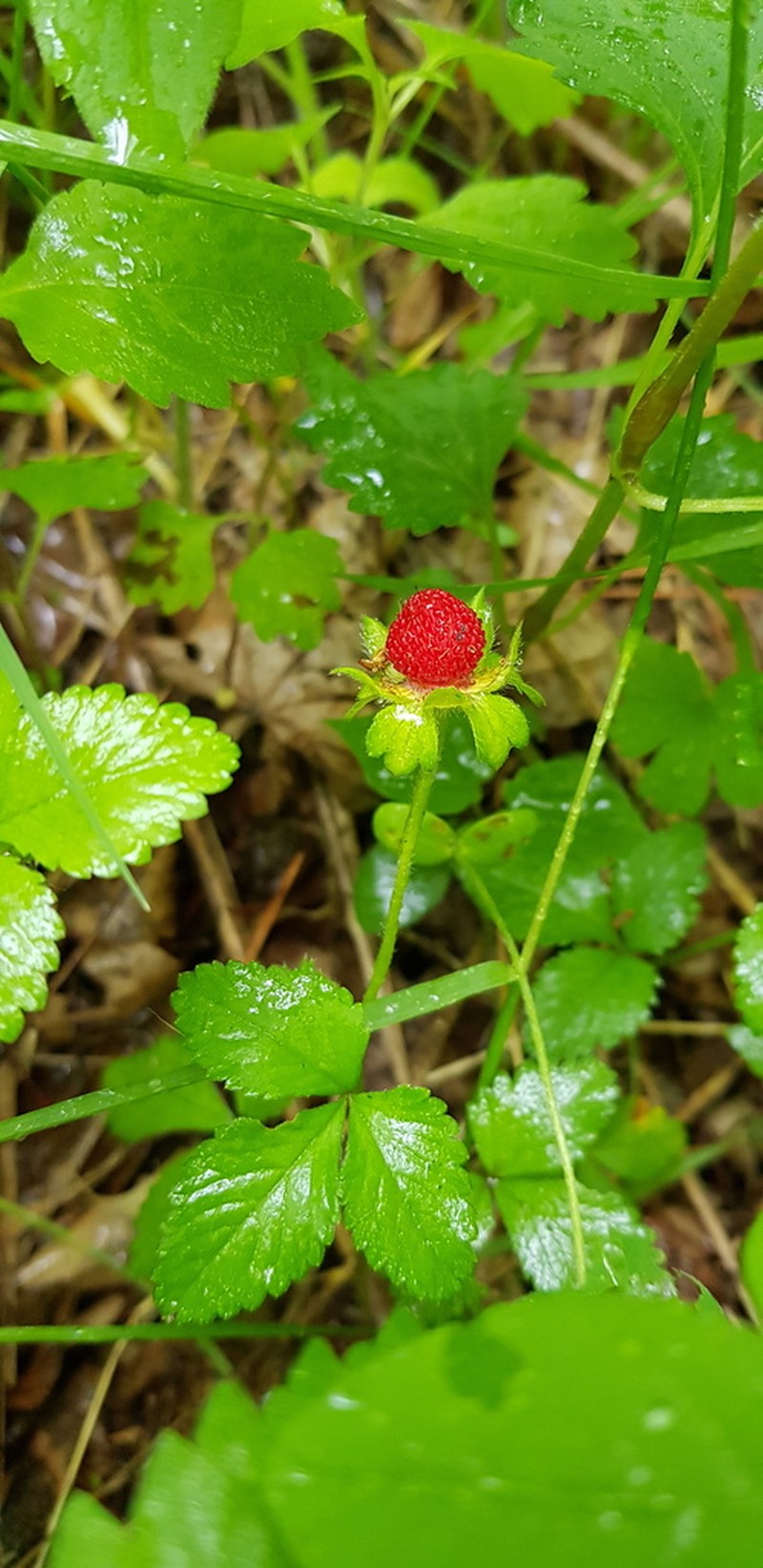 Indian Strawberry photo 8