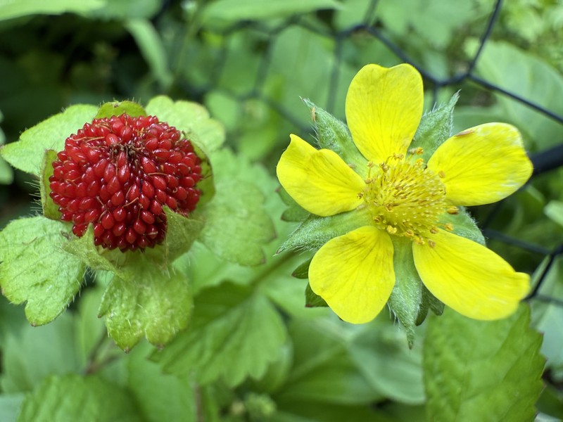 Indian Strawberry