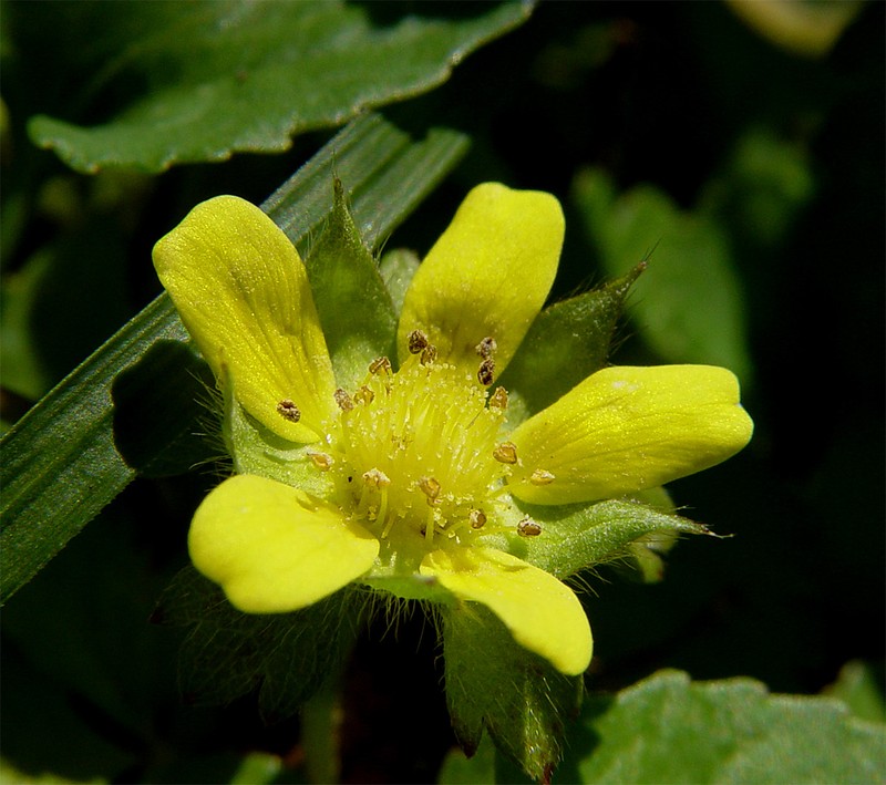 Indian Strawberry photo 4