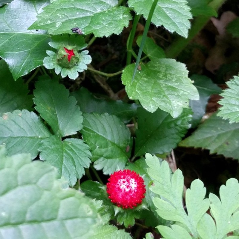 Indian Strawberry photo 5