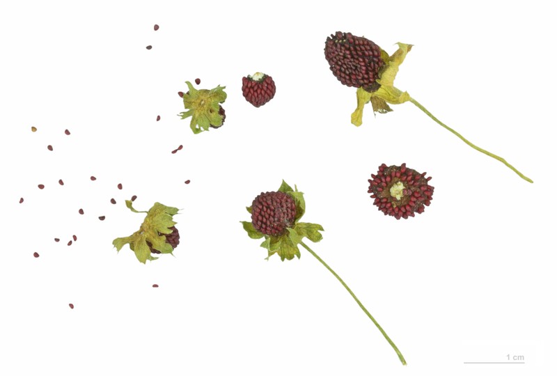 Indian Strawberry photo 6