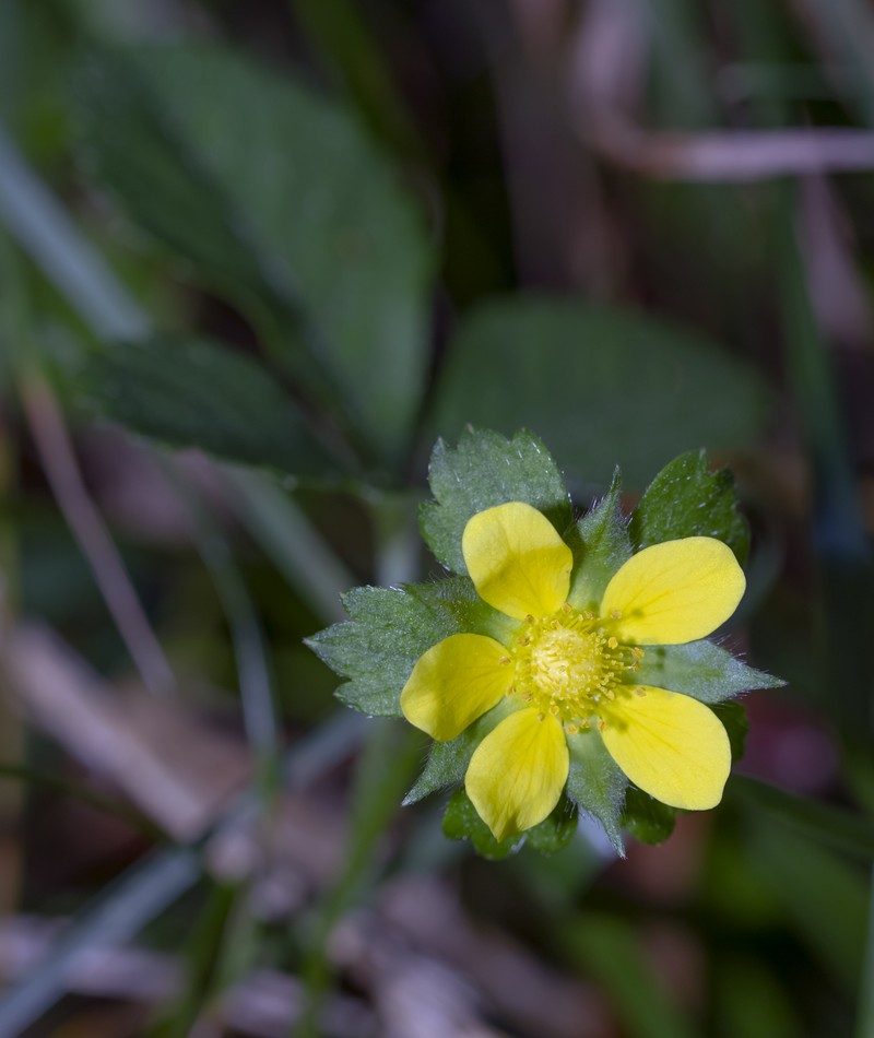 Indian Strawberry photo 7