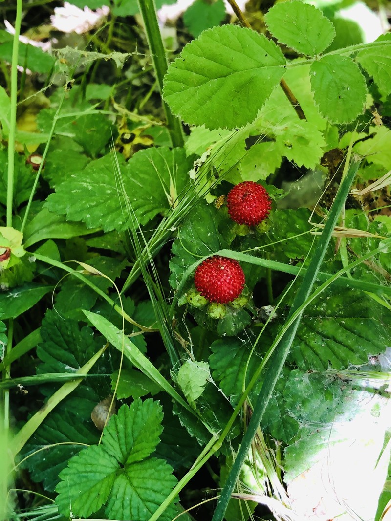 Indian Strawberry photo 8