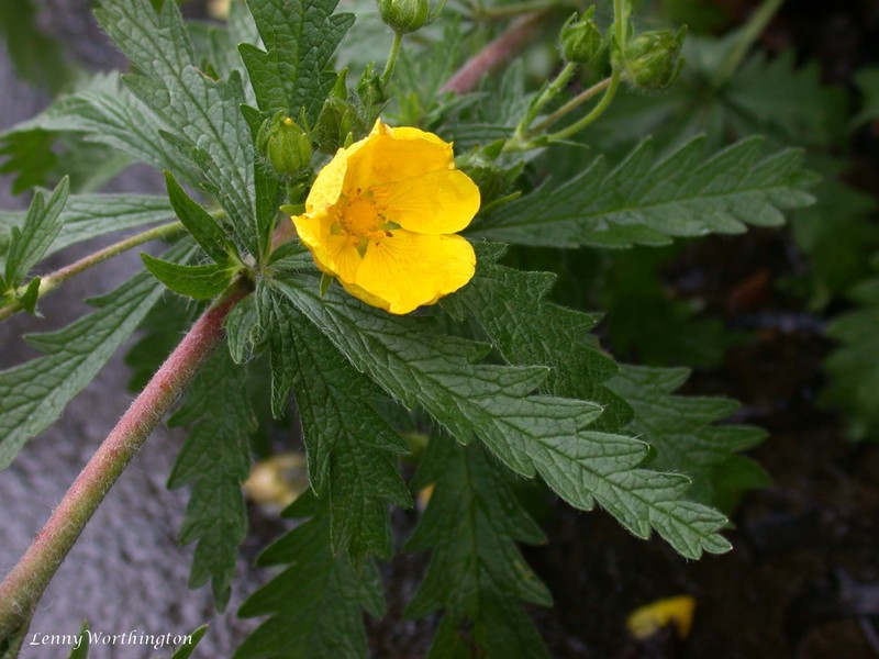 Downy Cinquefoil photo 4