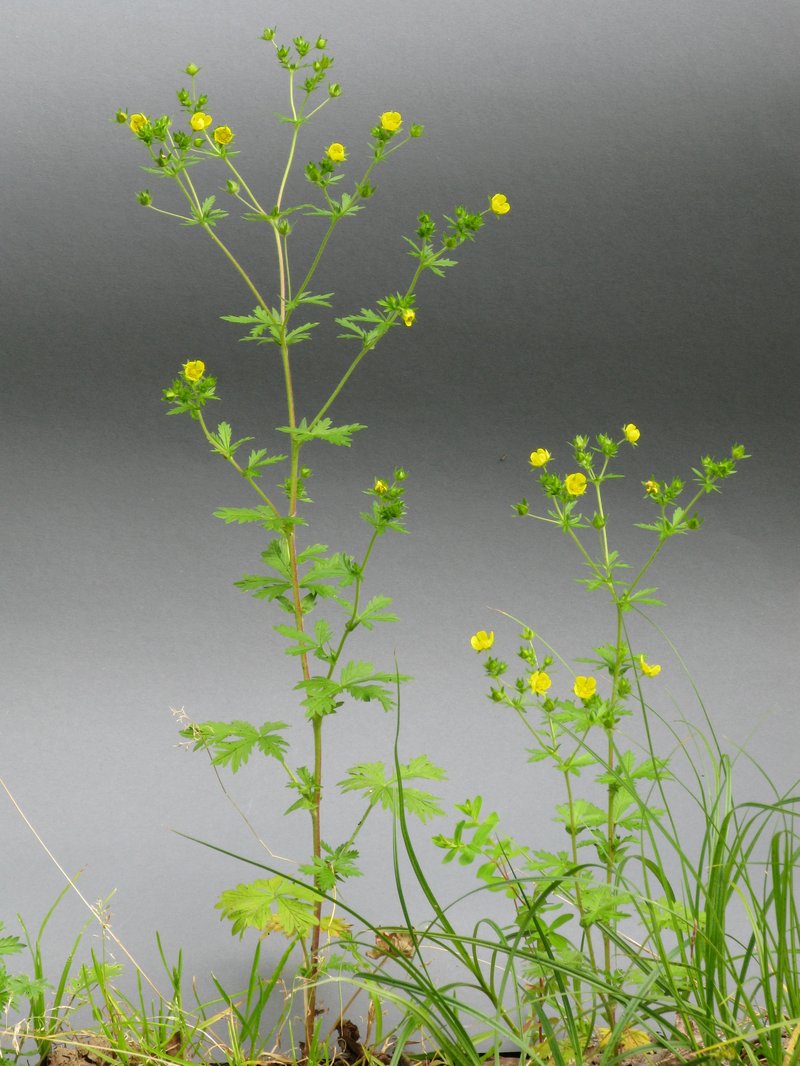 Downy Cinquefoil photo 5