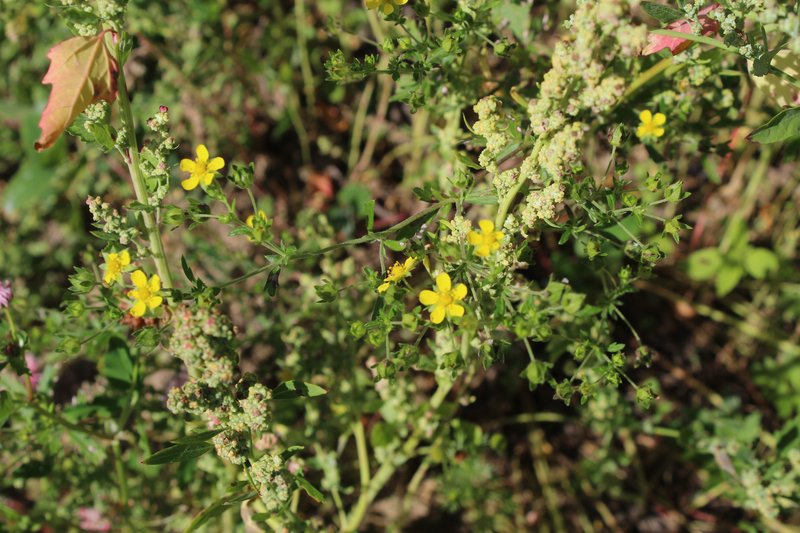Downy Cinquefoil photo 6