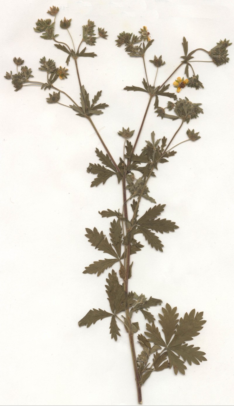 Downy Cinquefoil photo 2